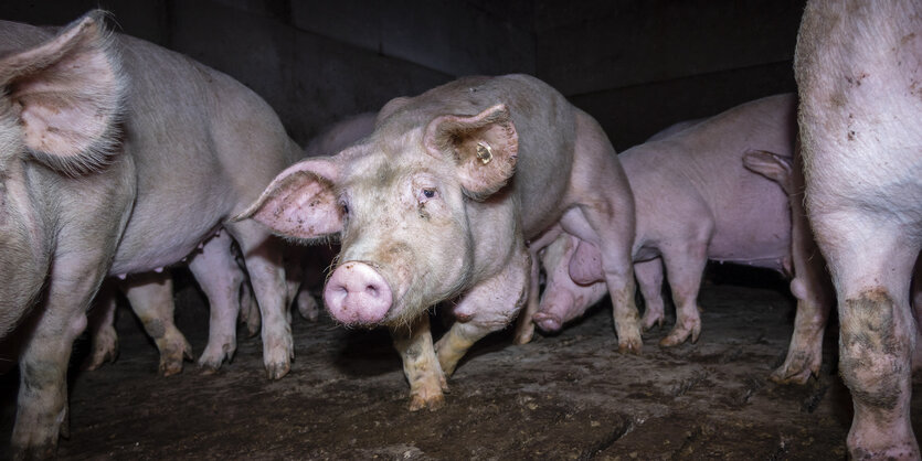 Ein Schwein blickt in die Kamera, an den Beinen sind Geschwüre und es kann sich kaum halten