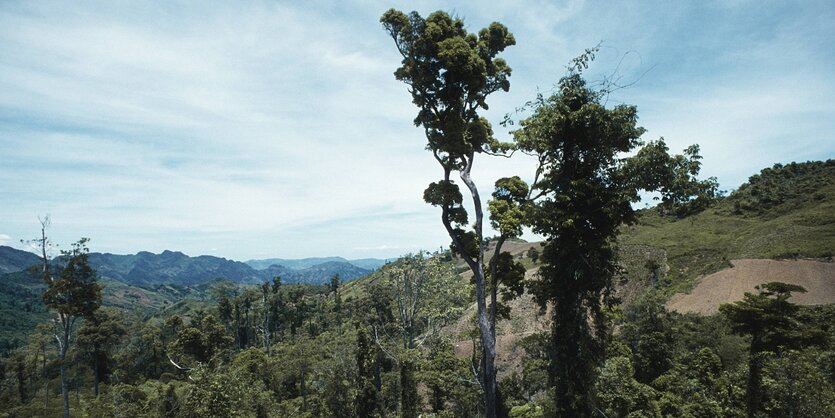 Relikte von Regenwald auf der philippinischen Insel Cebu