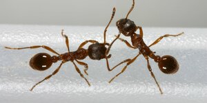 Zwei Ameisen rangeln miteinander.