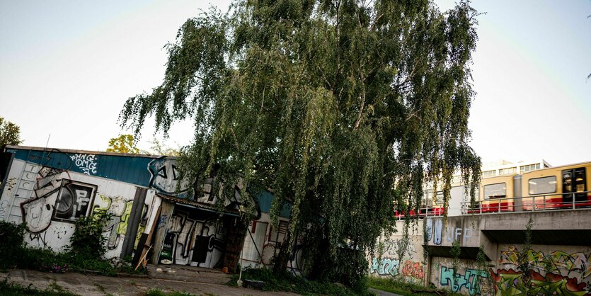 Eine Trauerweide steht vor einem einstöckigen, einfachen Gebäude, Graffiti und bewachsene Steinplatten