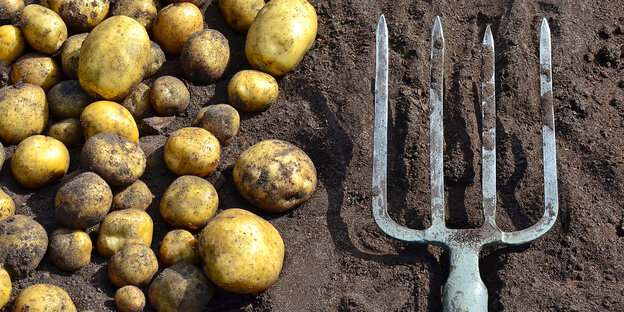 Kartoffeln und eine Forke auf einem Acker