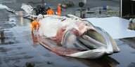 Ein getöteter Finnwal wird von seinen Jägern gehäutet