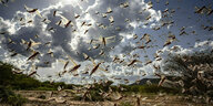 Das Foto zeigt schwärmende Wanderheuschrecken in der ausgedörrten Landschaft Kenias.