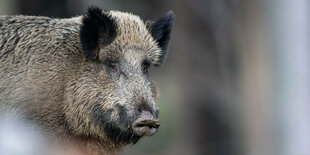 Wildschwein