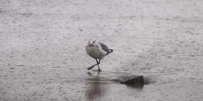 Eine Möwe im Regen