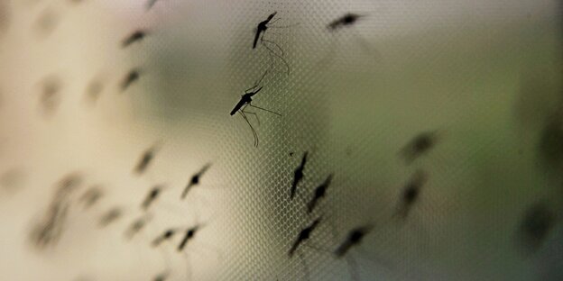 Malariamücken auf einem Moskitonetz