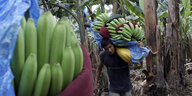 Eine Mann schleppt grüne Bananenstauden auf seinen Schultern