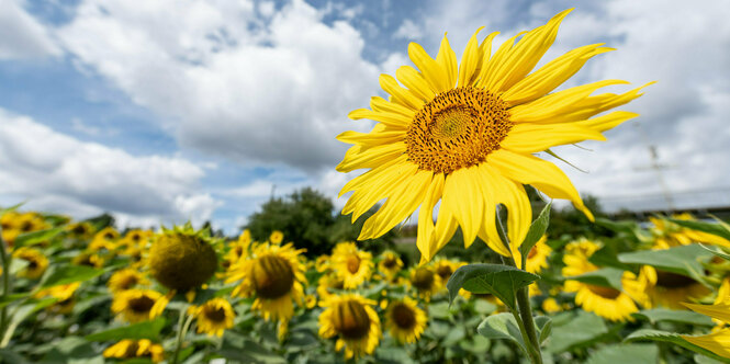 Sonnenblumen auf einem Feld