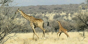 Eine kleine Giraffe ohne Flecken und eine große Giraffe mit Flecken