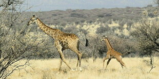 Eine kleine Giraffe ohne Flecken und eine große Giraffe mit Flecken