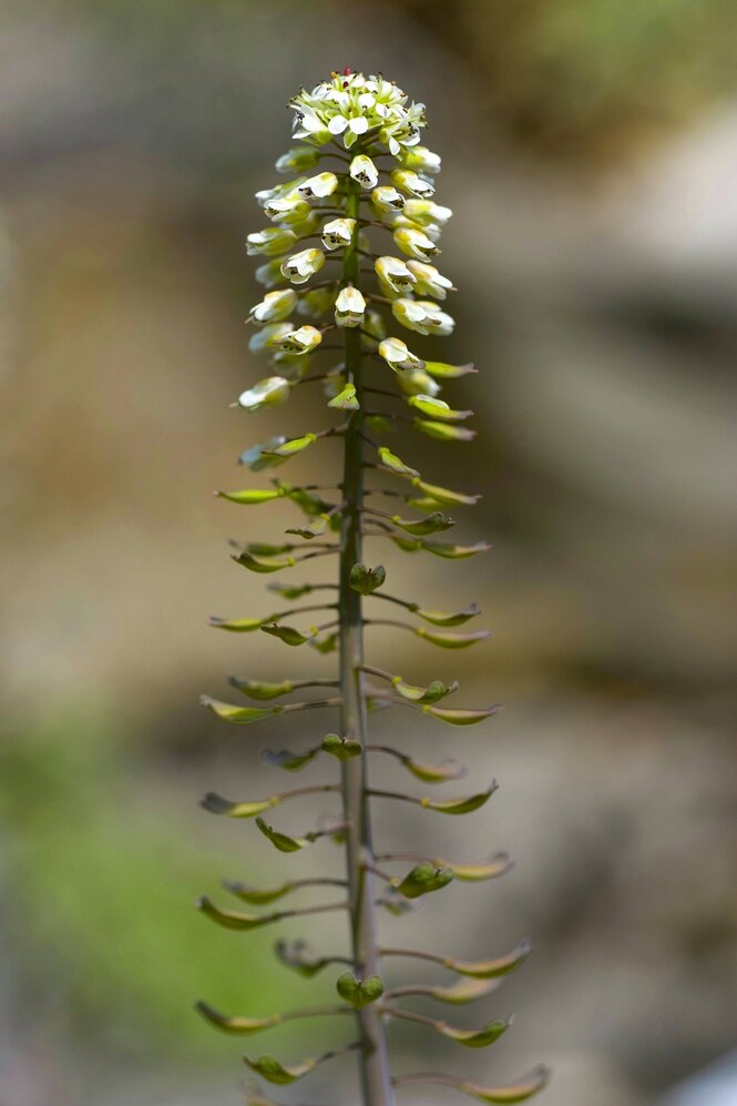 Blüten des Gebirgs Hellerkrauts