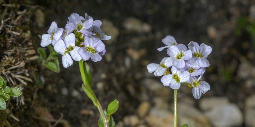 Blüten der Hallerschen Schaumkresse