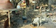 Sakis Terzidis steht auf dem verwüsteten Gelände mit dem verbrannten Ziegenstall, sein Hund frisst
