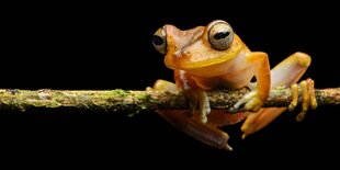 Ein Neotropischer Baumfrosch sitzt auf einem Ast