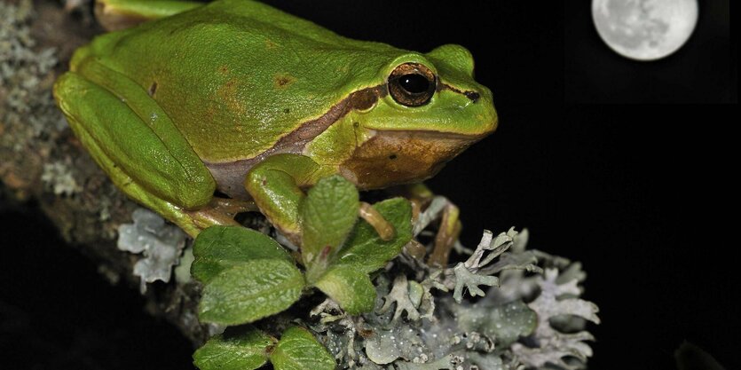 Ein Frosch auf einem mit Flechten bewachsenen Ast vor Vollmond