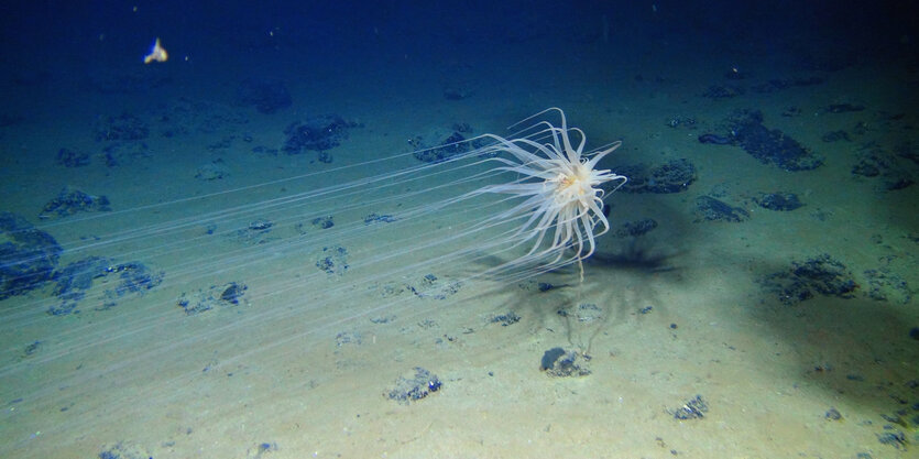 Tiefsseanemone im Wasser