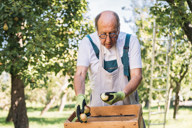 Bruno Reuter sortiert Äpfel