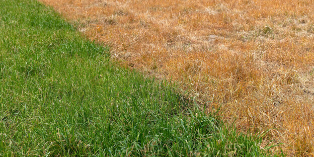 Aufnahme eines Ackers. Links wächst sattes grünes Gras, rechts wurde es totgespritzt.