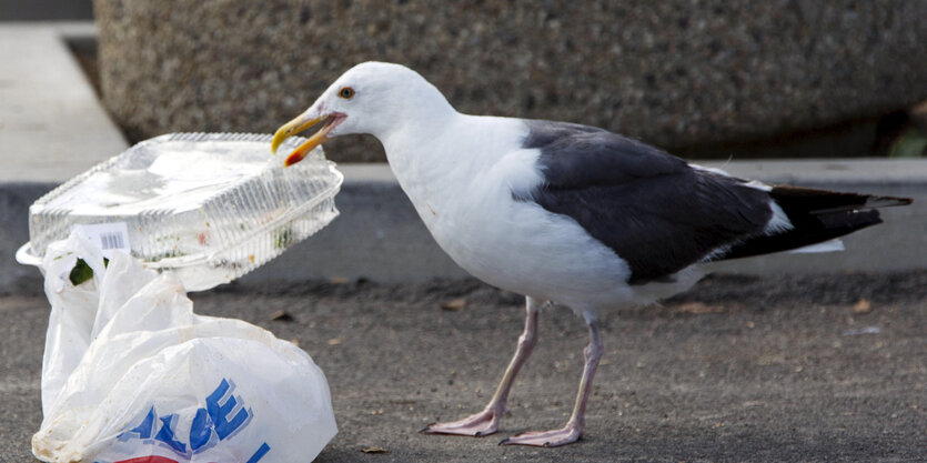 Eine Möwe hält einen durchsichtigen Plastikbehälter im Schnabel