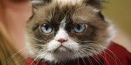 Internet-Star Katze Grumpy Cat