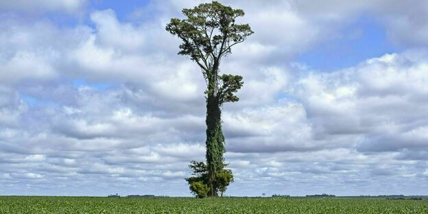 Ein einzelner Baum steht inmitten eines Sojafelds