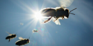 Bienen im Gegenlicht.