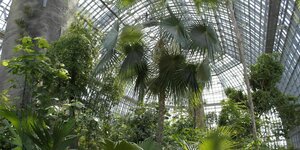 Die Palmensammlung im Großen Tropenhaus des Botanischen Gartens