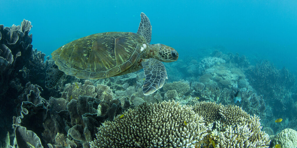 Schildkröte im Meer.