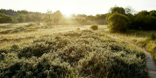 Buschige Landschaft