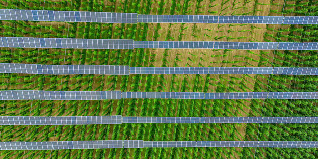 Ein graues Gittermuster auf grünem Grund zeigt Solarpaneele auf Hopfenfeld.