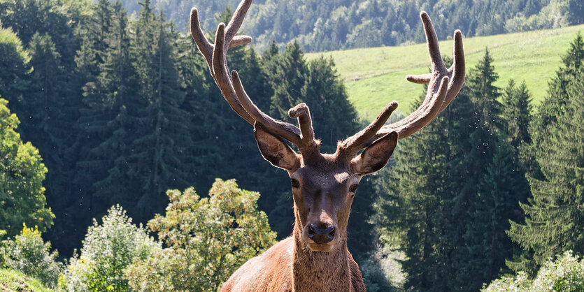 Ein Hirsch mit großem Geweih steht vor Wald und Wiesen