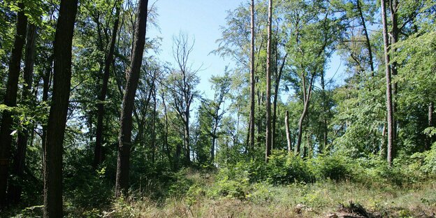 Die Waldbilder zeigen die Lichtung auf dem "Hirschruf" im Waldgebiet Wölmisse bei Jena, viele der Bäume sind krank - keine Blätter mehr, sondern abgestorben