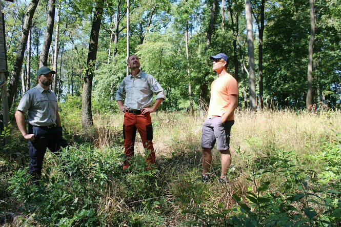 Drei Waldexperten stehen im Wald und schauen sich die Bäume an