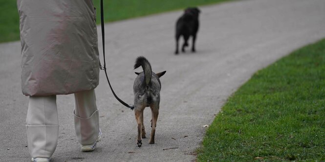 Eine Hundehalterin lässt einen Hund im Park frei laufen, ein anderer ist an der Leine