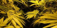 Cannabispflanzen unter künstlichem Licht