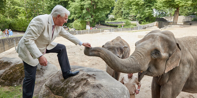 Zoodirektor Dirk Albrecht fasst einem Elefanten an die Rüsselspitze