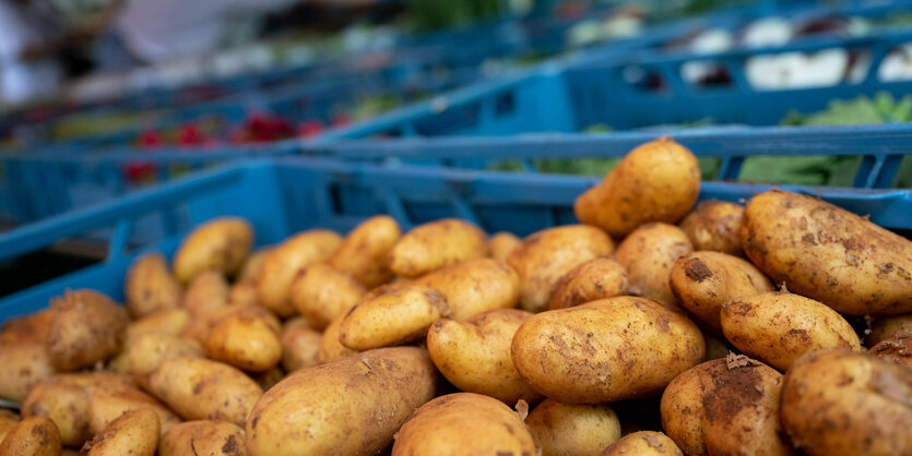 Rohe Kartoffeln in einer blauen Plastikbox