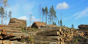 ziemlich ramponiert aussehende Bäume und Holzstapel