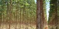 Eukalyptusbäume wachsen in mehreren Reiehen nebeneinander