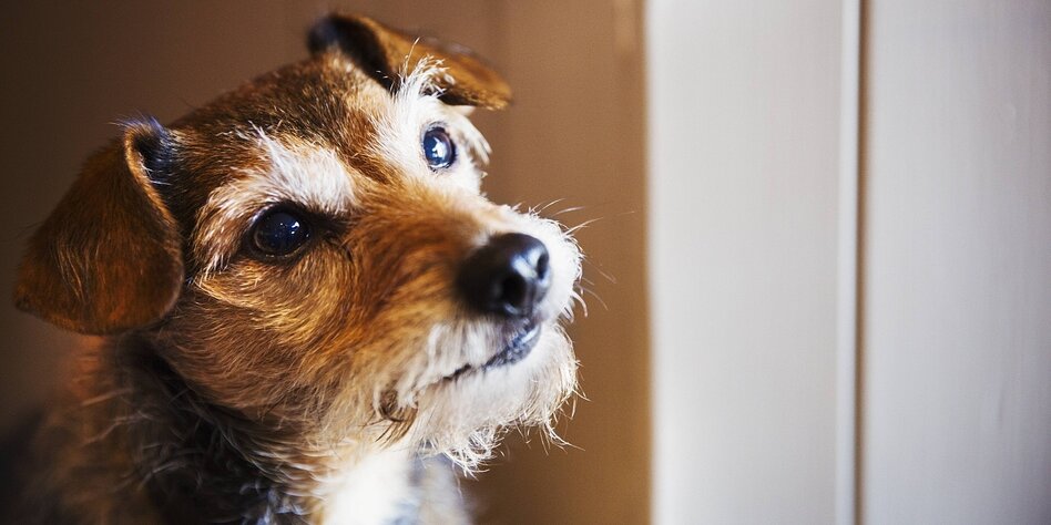 Hunde im Hotel: Gelassenes Tier an der Rezeption