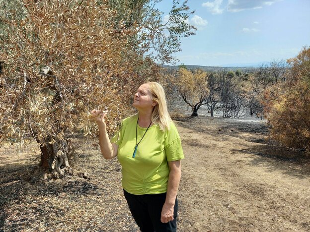 Eine Frau mit hellgrünem T-Shirt greift in einen verbrannten Olivenbaum