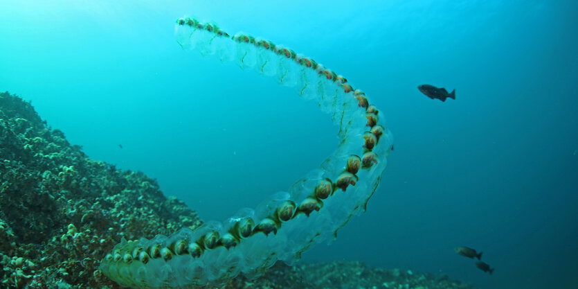 Schöne Salpen in azurblauem Wasser, im Hintergrund Fische