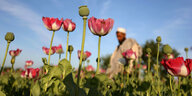 Blühende Opiumpflanzen vor einem afghanischen Bauern auf seinem Feld im Hintergrund.