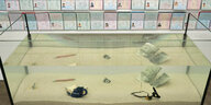 Ein Aquarium ist mit Wasser gefüllt, auf dem sandigen Boden liegen Objekte. An der Wand dahinter hängen Reisepässe.