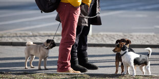 Drei kleine Hunde stehen um zwei Menschen