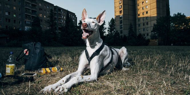 Ein Hund auf einer Hundewiese