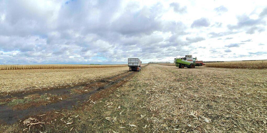 Teilweise abgeerntetes rießiges Maisfeld, der Himmel wolkenverhangen und eine Erntemaschine und ein Lastwagen stehen verloren auf dem Feld