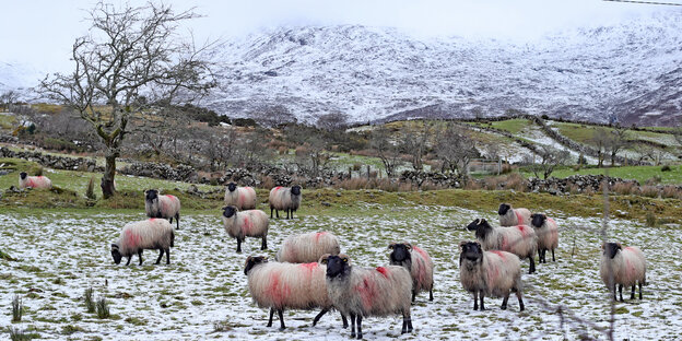 Schafe stehen auf einer leicht von Schnee bedeckten Wiese, im Hintergrund zu sehen sind verschneite Berge