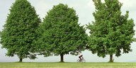 Ein Radfahrer fährt an drei großen Bäumen vorbei