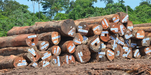 Mit Nummern für den Export versehene Tropenholzstämme liegen 2017 in Paramaribo bei einem Waldgebiet.